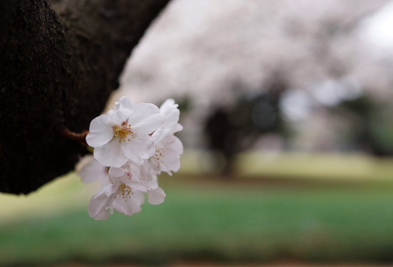 2013さくら紀行 砧公園_f0227973_22465310.jpg