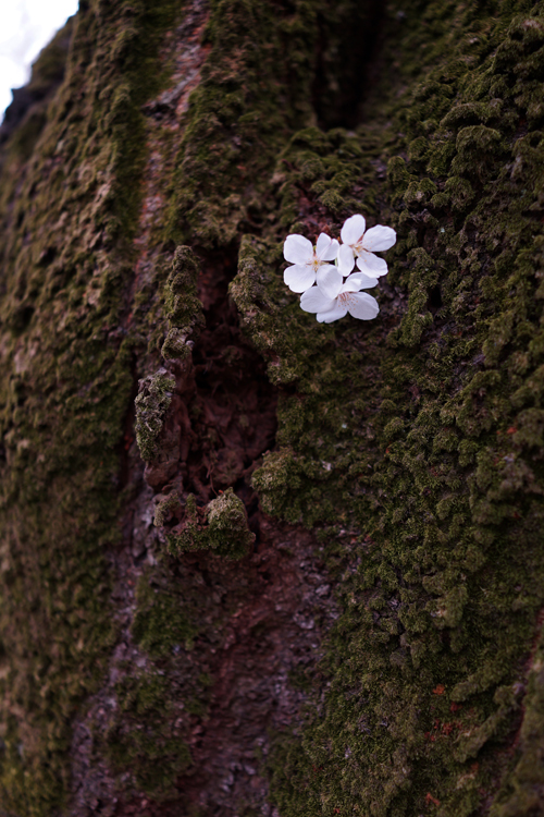 2013さくら紀行 砧公園_f0227973_22481297.jpg