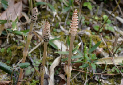 c0229483_12114144.jpg