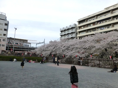 久々に中目黒でお花見♪_b0061384_20285171.jpg