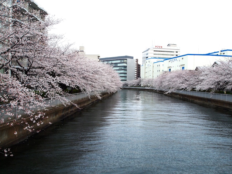 桜・散歩_b0010585_091760.jpg