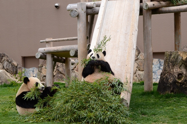 ２０１３年３月白浜パンダ見隊その５　優ちゃんのバイバイの挨拶_a0052986_2323261.jpg