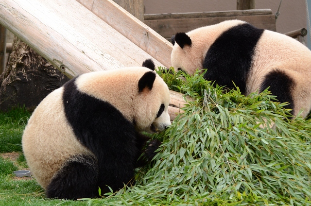 ２０１３年３月白浜パンダ見隊その５　優ちゃんのバイバイの挨拶_a0052986_2382224.jpg