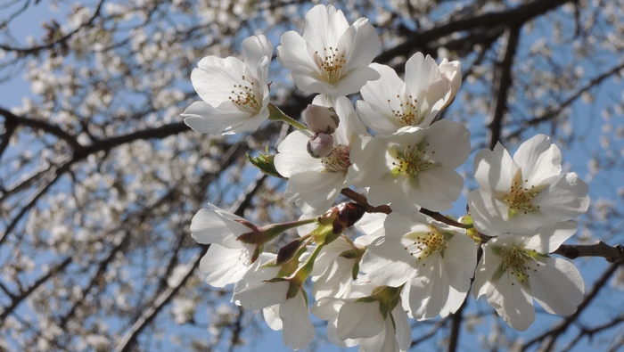 SAKURA 2013_e0258386_18234261.jpg