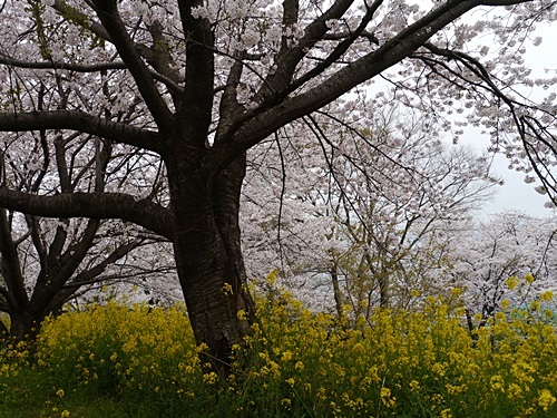 別府の桜　その１　(*^-^)ﾆｺ_b0175688_156478.jpg