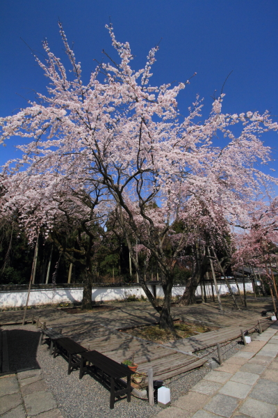 醍醐寺　～醍醐三宝院～_e0051888_065970.jpg