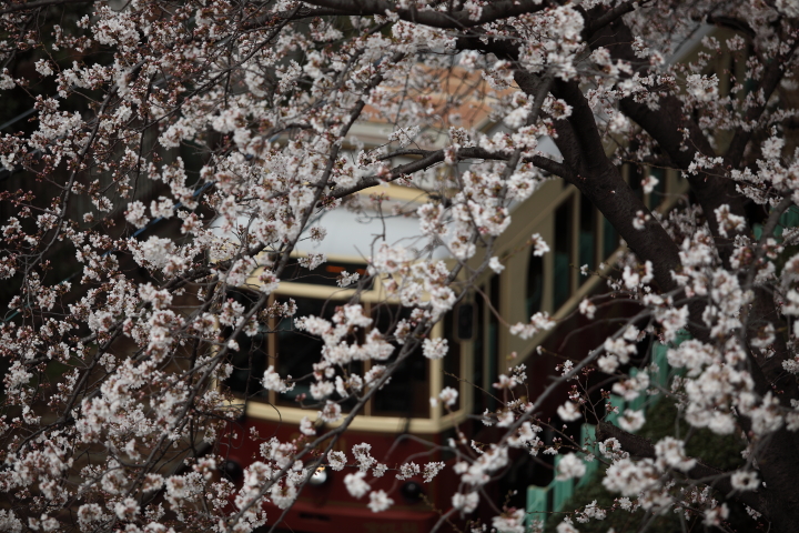 「　はなみち　」　都電荒川線とソメイヨシノ_f0164989_18122689.jpg