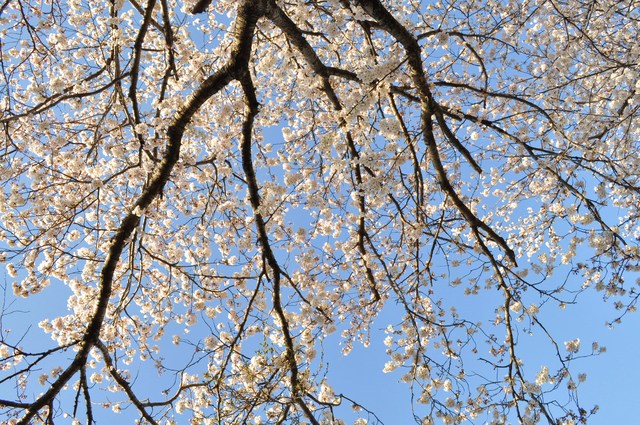 桜よ、桜_a0126590_6423646.jpg