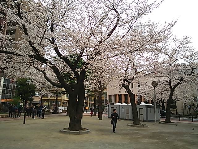 桜の季節になりました。_d0063290_21213855.jpg