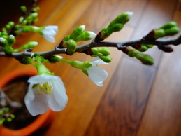 桜の季節になりました。_d0063290_21223742.jpg