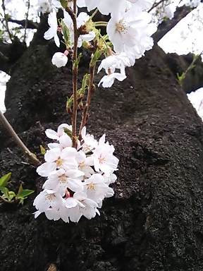 桜の季節になりました。_d0063290_21274344.jpg