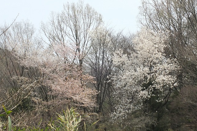 e0070891_2030428.jpg