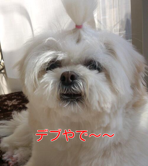 b0237894_174809.png