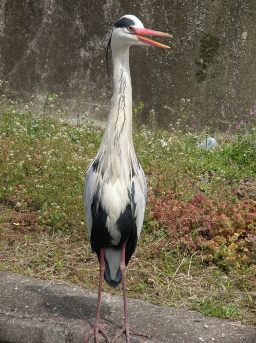 a0206496_9174269.jpg