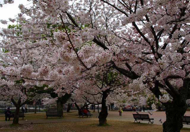 グループホームの帰りに・・・原爆公園の桜！_a0065498_23212292.jpg