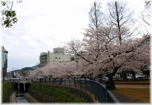 グループホームの帰りに・・・原爆公園の桜！_a0065498_23223481.jpg