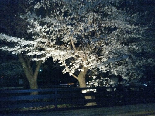 J-パッシブハウスさいたま：居間から公園の夜桜を見る_e0054299_17364857.jpg