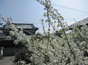 桜咲く、日曜日に。_a0216805_954920.jpg