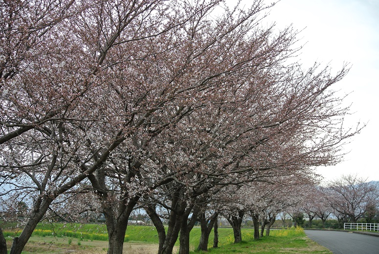 今日の桜君_f0179209_13341385.jpg