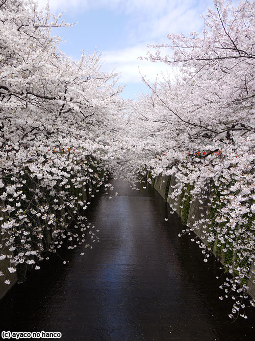 目黒川の桜_f0079110_1055138.jpg