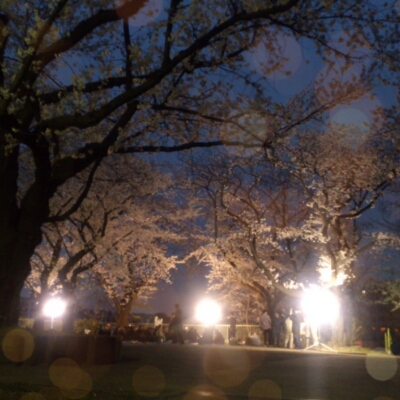 夜桜とお知らせ。_a0139911_173619.jpg