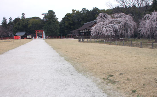 盛りのしだれ7　上賀茂神社_e0048413_2284072.jpg