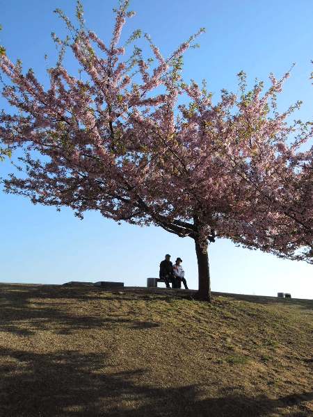 2013桜-いせさき市民の森公園の河津桜_c0177814_19175082.jpg