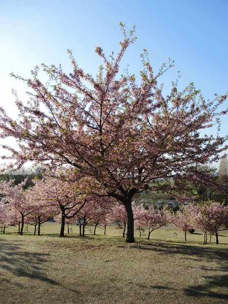 2013桜-いせさき市民の森公園の河津桜_c0177814_1918125.jpg