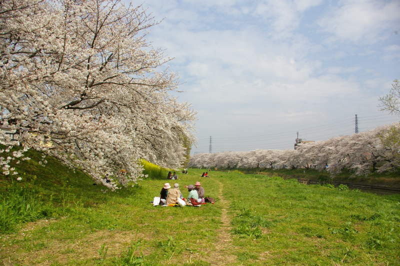 元荒川桜堤_e0175614_1631292.jpg