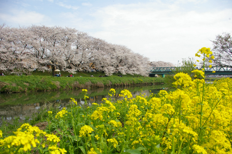 元荒川桜堤_e0175614_1632485.jpg