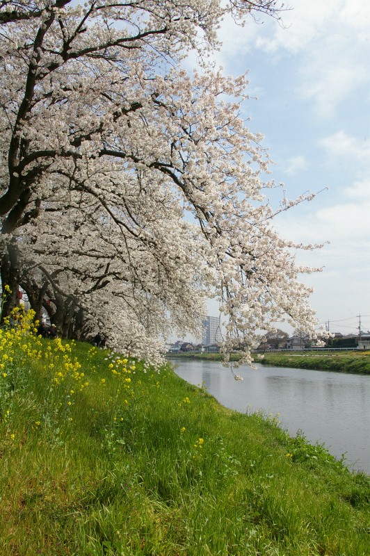 元荒川桜堤_e0175614_1633758.jpg