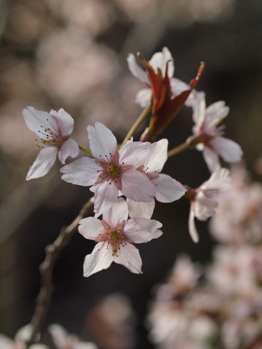 何桜？_c0116915_22574358.jpg