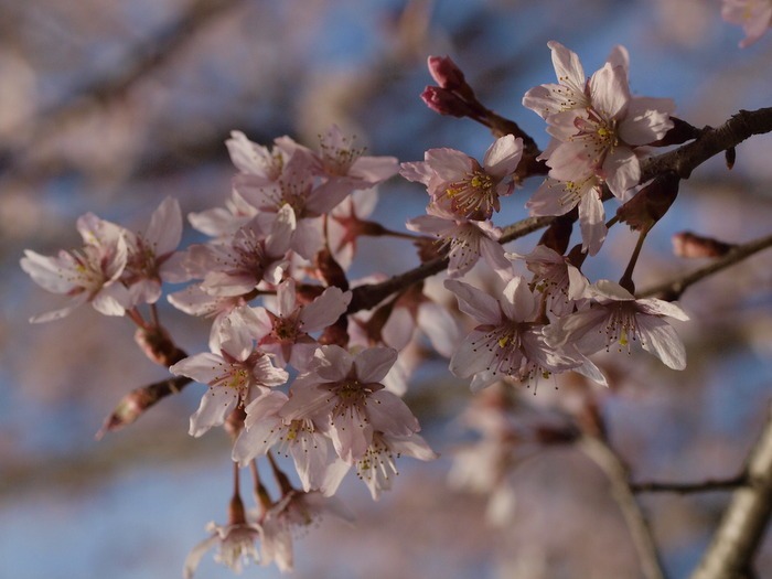 何桜？_c0116915_2257683.jpg