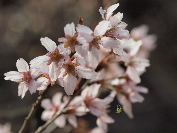 何桜？_c0116915_22582754.jpg