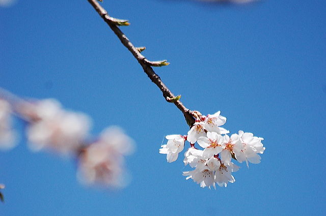 桜めぐりプチツー_f0248120_1985467.jpg