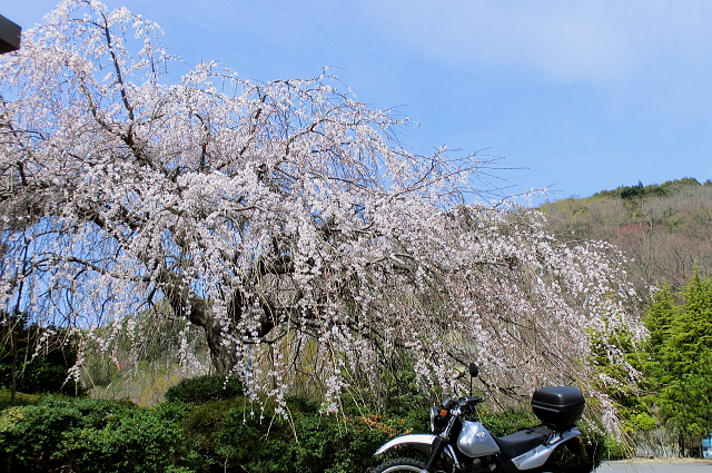 桜めぐりプチツー_f0248120_21142138.jpg