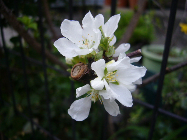 d0000324_1044565.jpg