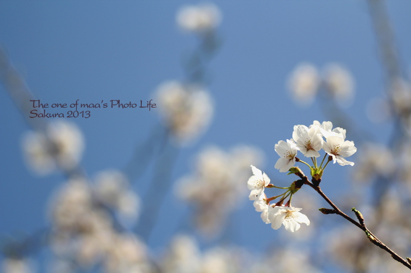 Sakura 2013_d0040124_23162611.jpg