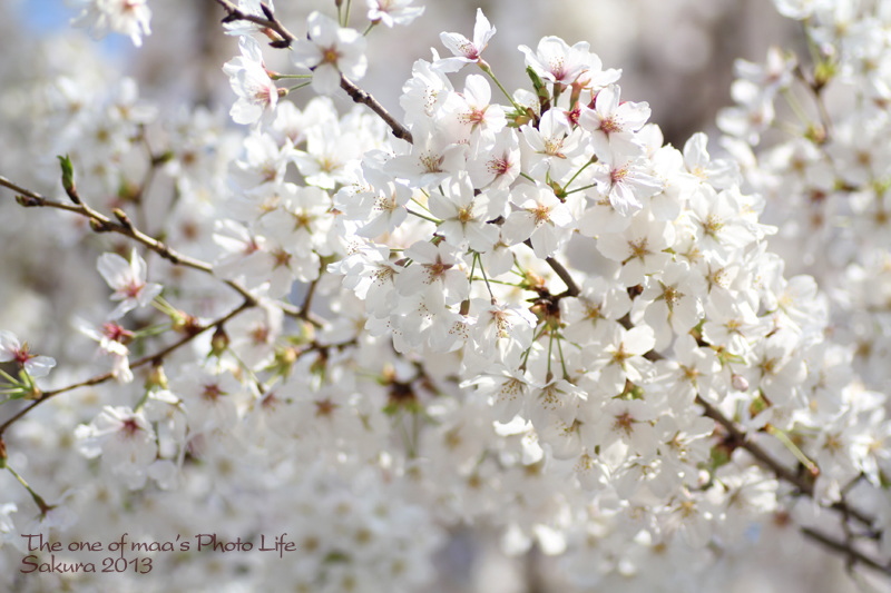 Sakura 2013_d0040124_2321765.jpg