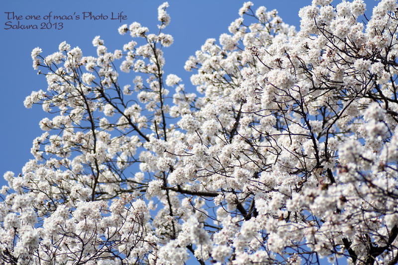 Sakura 2013_d0040124_23233097.jpg