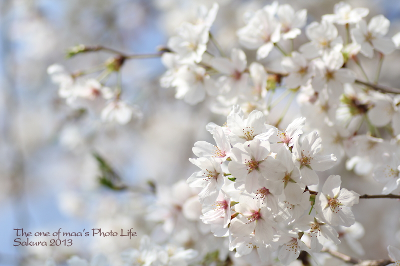 Sakura 2013_d0040124_239378.jpg