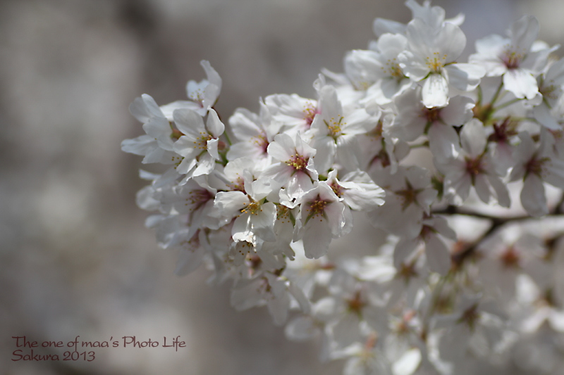 Sakura 2013_d0040124_2394298.jpg