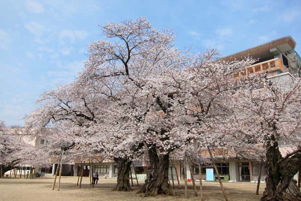 桜めぐりツアー_f0147025_23134276.jpg