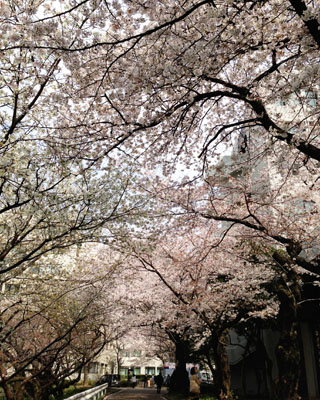 出遅れ桜パトロール。_a0026127_16243594.jpg