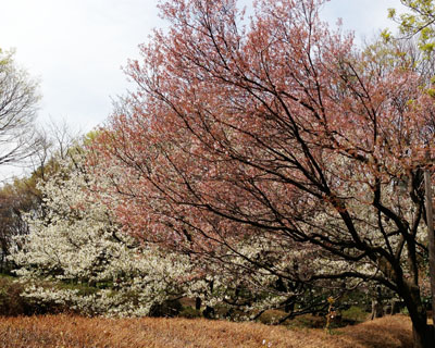 出遅れ桜パトロール。_a0026127_1624574.jpg