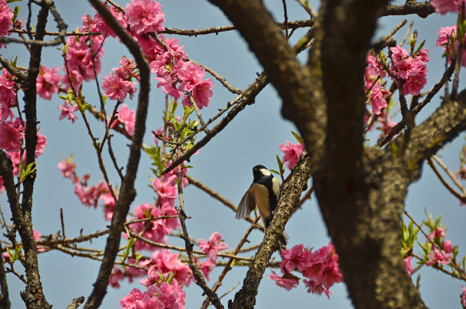 花桃とシジュウカラ_e0274428_1462123.jpg