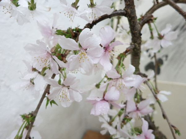  しだれ桜盆栽_a0197730_1015987.jpg