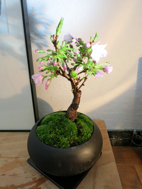 しだれ桜盆栽_a0197730_102283.jpg