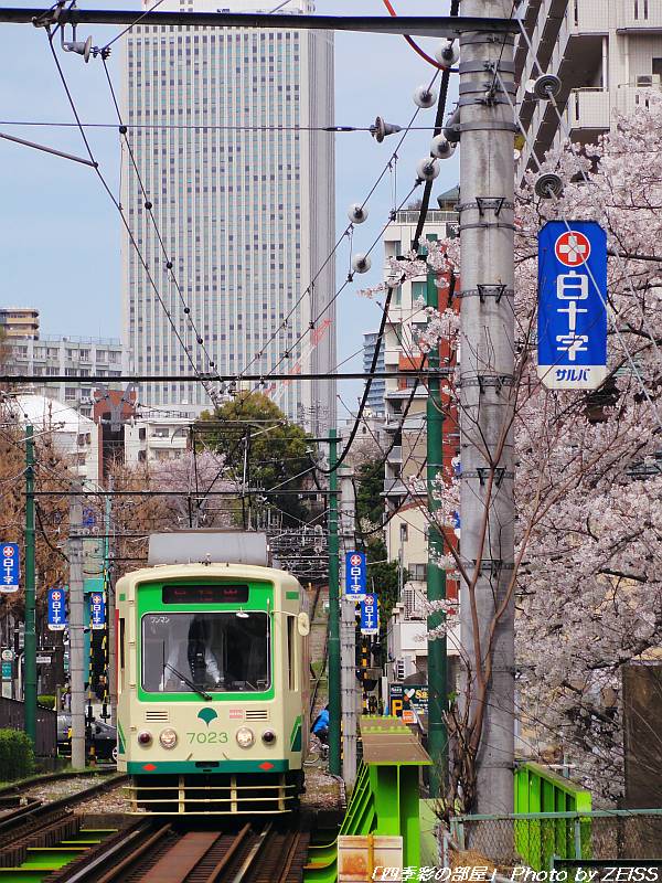 都電と桜花_a0195032_21305742.jpg