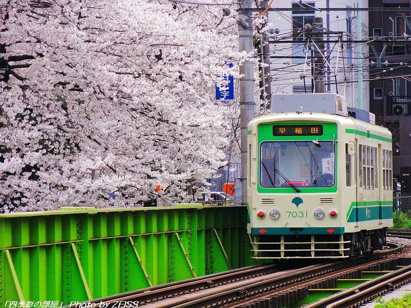 都電と桜花_a0195032_21312634.jpg